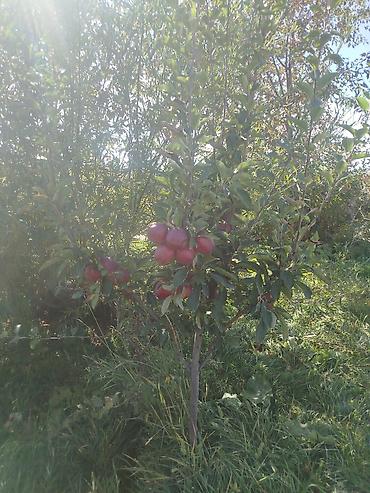 Другие услуги: Жемиш багын Оз убагында, туура бутоо Мол тушум Алма бак бутайбыз Ар — 14