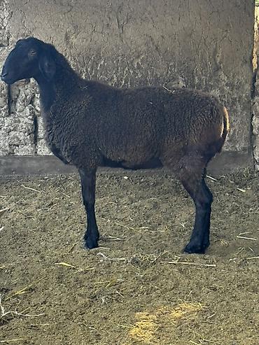 Айыл-чарба жаныбарлары: Сатам | Ургаачы кой (ургаачы) — 4
