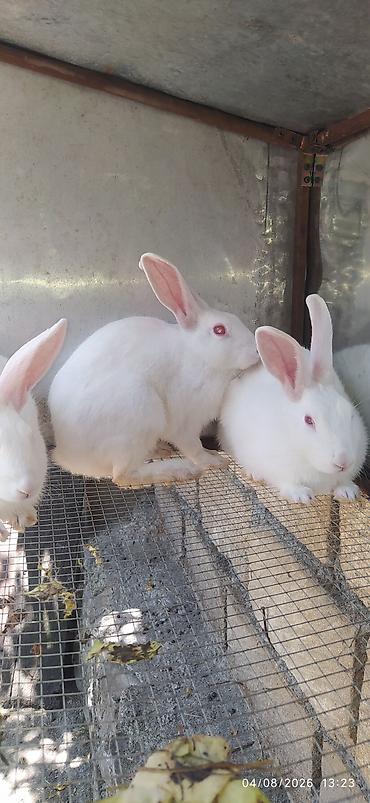 tap az itler pulsuz: Ağ albinos dovşanlar – ətli-sümüksüz xətt. qırmızı gözlü — 3