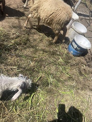 Qoyunlar, qoçlar: Qoyun və Keçi — təsərrüfat heyvanları - Növ: yerli qoyunlar və uzun — 28