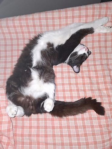 cat chow: Кошка даром: Беспородная, Мальчик, Приучена к лотку, Проглистована — 3