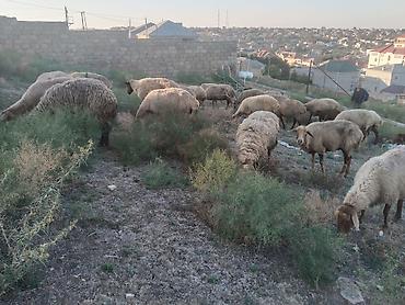 qoyun sortlari: Salam tam saglam heyvanlar satilir 23 qoyun 6 quzu 1 qoc obsiy 30 — 6