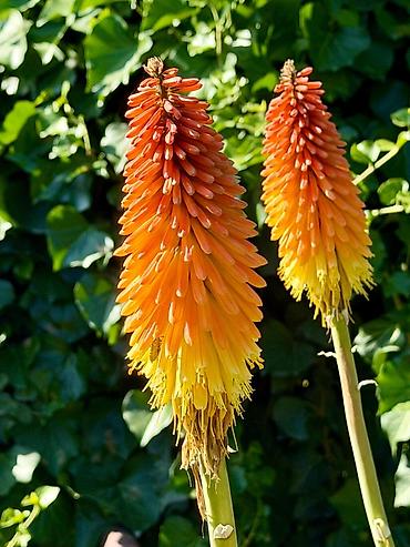 для пчёлы: Книфофия (Kniphofia, «красный факел») — декоративный многолетник с — 2