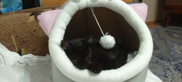 высокие домики для кошек: Домик-лежанка для кошки в виде акулы

- кот в подарок 🙃