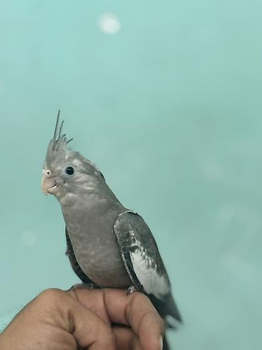xas: Nimdaşah (Cockatiel) – boz rəngli, başda xas xarakterik toqqa, qara — 4