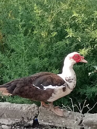 pekin ördək: Erkək, | Lal ördək, Damazlıq, Ünvandan götürmə