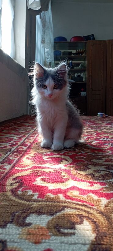 шотландский котик: Мейн Кун помесь с шотландским котом, родился,пол мальчик 15.02.2024