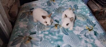 Dovşanlar: 🟠 Ev dovşanı balalarına super endirim kampaniyası. müvəqqəti olaraq 50 — 10