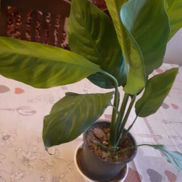 Otaq bitkiləri: Sansivyera bitkisi 5 gövdəlidir dibçəyin biri 20 — 10