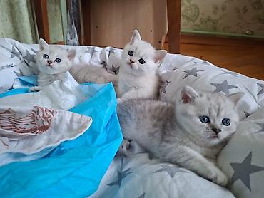 Pişiklər: Britan, Erkək, Dişi — 21