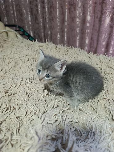 животные кошки: Котята. На выбор малыши с серо-голубым и тигровым (серо-коричневым — 10