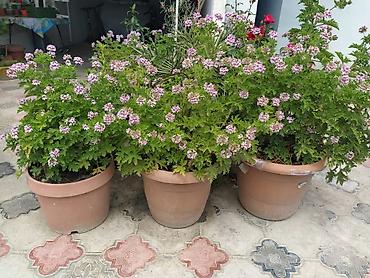 ətirşah bitkisi: Saksıda ətirşah (pelargonium) – açıq bənövşəyi-çəhrayı çiçəklərlə bol — 4