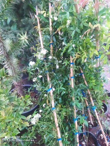 Şitillər: Qazon landşaft #qazon #torf #torf250litrlik Ekolayf #ekolayf balaken — 8