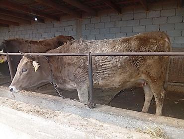 Коровы, быки: Продаю | Корова (самка) | Полукровка | Для молока | Привязанные — 1