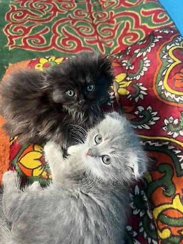 отдам даром котят бишкек: Шотландские котята, помёт из двух малышей: - Серый котёнок со — 2