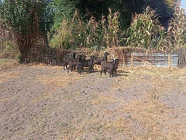 машинки для стрижки животных: Продаю | Коза (самка), Козёл (самец), Козлёнок | Полукровка, Зааненская | На забой, Для разведения, Для молока | Племенные, Осеменитель — 5