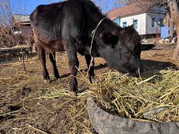 Коровы, быки: Продаю | Тёлка, Музоо, торпок | Абердин-ангус | На откорм | Искусственник — 10