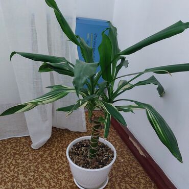 растение тропическая пальма: Драцена. Находится в городе Кара - Балта