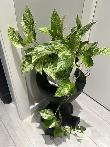 Драцены и Сансевиерии: Адаптированные пересаженные в горшках. Сансеvierия (Sansevieria — 11