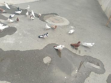 Quşlar: 27 quş satılır 140 manat gəncə təcili — 1