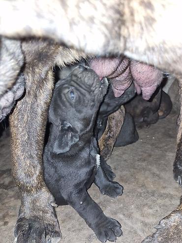 cane corso yavru: Kane-Korso, 2 ay, Erkək, Peyvəndli — 8
