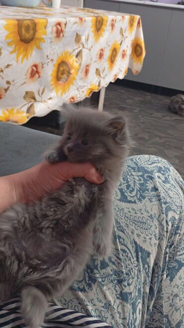 шотландская вислоухая кошка черная: Британ кыска жүндүү, 3 айлык, Ургаачы, Боз, Лотокко барууга үйрөтүлгөн, Курттардан тазаланган
