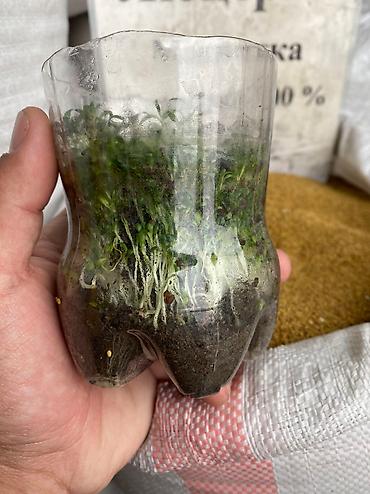 Зерновые культуры: Беде урук Бишкек оптом 🤝 — 8