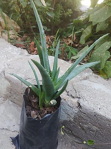 kamin dekor: Otaq bitkiləri fidanları – torflu polietilen torbalarda Mövcud — 6