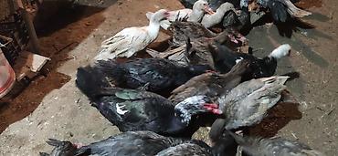 Ördəklər: - Növ: Lal ördək, amerikan sortu (Muscovy ducks). - Rənglər: tünd, ağ — 15
