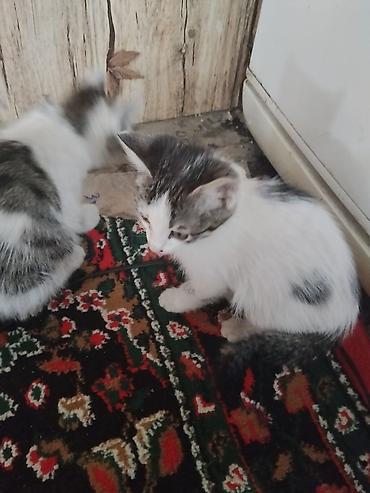 овечья шерсть купить: Котята, помёт от домашней кошки. Окрас классический: бело-серый и — 5