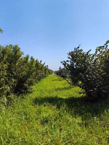 digah torpaq: 320 sot, Biznes üçün, Kupça (Çıxarış)