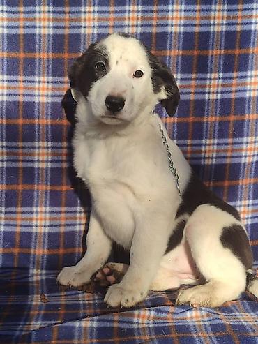 Продажа собак: Ищем дом щенкам. Дважды привиты,имеют ветеринарные паспорта. Есть — 7