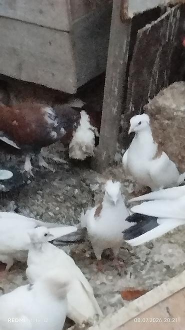 göyərçin satılır: Göyərçinlər satılır – müxtəlif rəng və növlər. - Ağ, qara-ağ, boz-ağ — 5