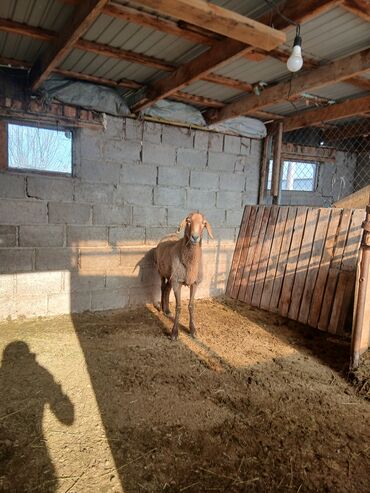 Бараны, овцы: Продаю | Овца (самка) | Для разведения | Матка — 6