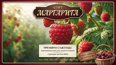 Малинанын «Маргарита» сортунун негизги артыкчылыктары: Мөмөсү: Өтө