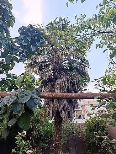 dekorativ ağacların satışı: Trachycarpus fortunei (küləyə davamlı xurma ağacı) – həyət/bağ üçün — 2