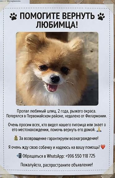 собачья: 🚨 ПОМОГИТЕ НАЙТИ СОБАЧКУ!🚨‼️ Потерялся померанский шпиц, 2 года — 1