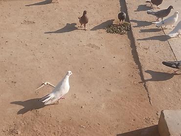 Животные: Salam tam sağlam quşlardır təcili satılır üst üstə 5 manatdan tək tək — 8