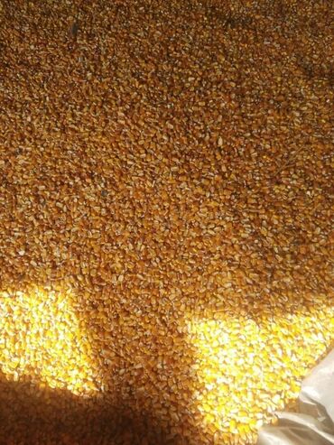 жаропрочное стекло: Семена и саженцы Кукурузы
