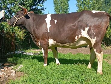 Коровы, быки: Продаю | Корова (самка) | Алатауская, Айрширская | Для разведения, Для молока | Стельные, Искусственник