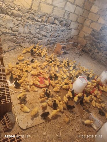 Gəmiricilər: Toyuq cücələri, Damazlıq