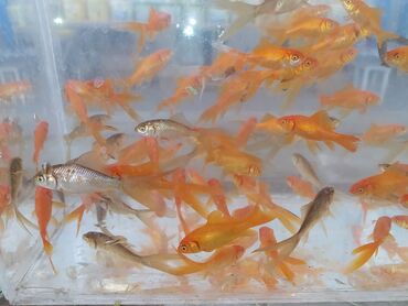 Akvariumlar: Qızıl balıqlar