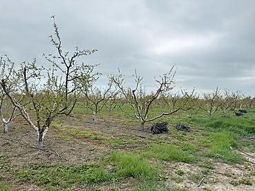 Torpaq sahələrinin satışı: 3000 sot — 20