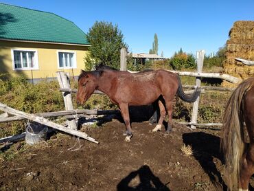 Лошади, кони: Продаю | Кобыла (самка), Жеребец, Жеребенок | На забой, Для разведения, Для молока | Племенные