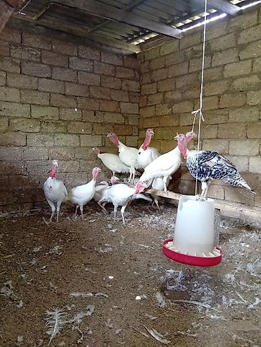 yumurta hinduşka: Məhsul: Ağ hinduşka sürüsü Təsvir: - Ağ rəngli, iri ətlik hinduşkalar — 7