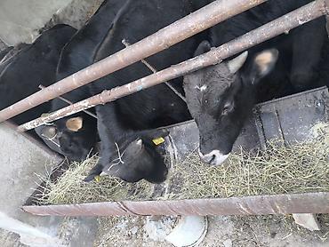 Коровы, быки: Продаю | Бык (самец) — 2