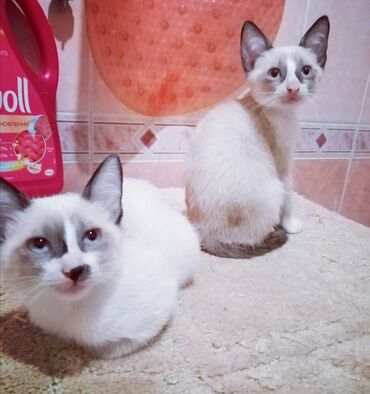 lalafo heyvanlar: Продаётся котенок редкой в Баку тайской породы Сноу Шу голубоглазые