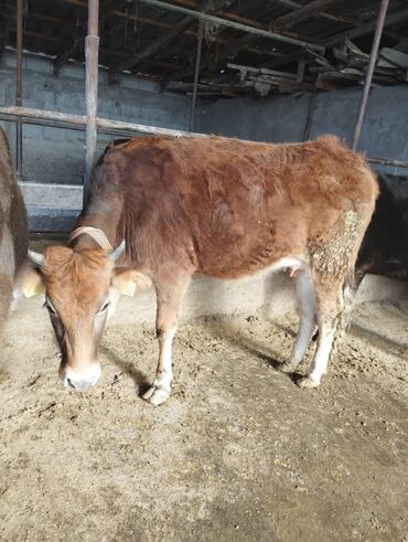 породистые коровы в бишкеке: Продаю | Корова (самка) | Для разведения, Для молока | Стельные