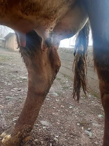 Коровы, быки: Продаю | Корова (самка) | На откорм | Привязанные — 6