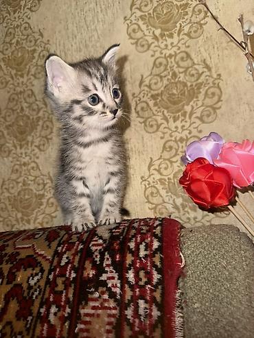 кошки в токмоке: 2 месяца, Мальчик, Серый — 2